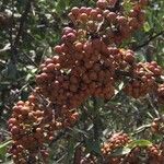 Gymnosporia buxifolia Fruit