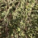 Artemisia herba-alba برگ