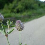 Trifolium arvense പുറംതൊലി