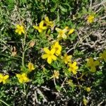 Jasminum fruticans Цветок