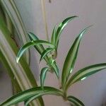 Chlorophytum capense Leaf