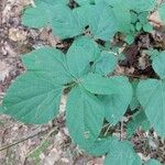 Hylodesmum glutinosum Leaf