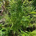 Freycinetia cumingiana Leaf