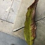 Saraca dives Leaf