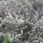 Helichrysum anomalum Hoja