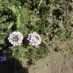 Verbena bipinnatifida Цвят