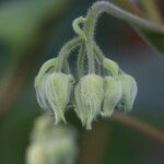 Dombeya burgessiae Цвят