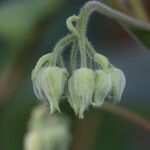 Dombeya burgessiae Flor