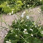 Crambe cordifolia 花