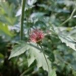 Geum urbanumFruit