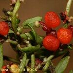 Chenopodium nutans Ffrwyth