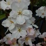 Prunus × yedoensis Floro