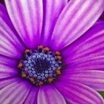 Osteospermum ecklonisÕis