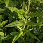 Oenothera fruticosa برگ