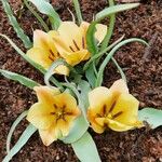 Tulipa linifolia Цвят