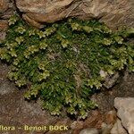 Saxifraga facchinii Hábito