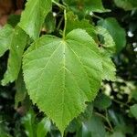 Tilia dasystyla List