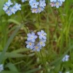 Myosotis sylvatica 花