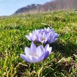 Crocus biflorus Flower