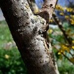 Forsythia × intermediaKora