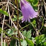 Soldanella pusilla 形態