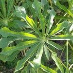 Manihot grahamii Blad