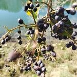 Ligustrum japonicum Fruit