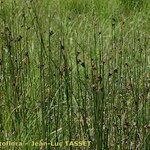 Juncus arcticus Habitat