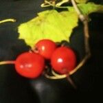 Crataegus pedicellata Fruit