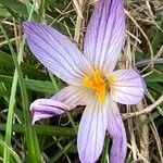 Crocus versicolorFiore