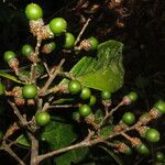 Ocotea leucoxylon Fruit