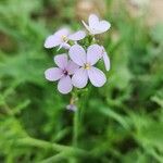 Erucaria hispanica Blomst