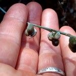 Dipcadi brevifolium Fruto