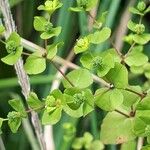 Euphorbia stricta Frukt