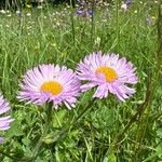 Erigeron caucasicus Flor