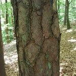 Pinus echinata Corteza