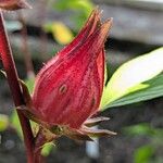 Hibiscus sabdariffa Fruto