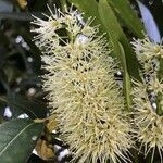 Cunonia capensis Fleur