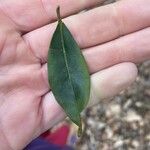 Ligustrum vulgareFuelha