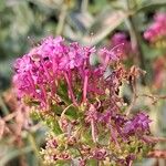 Centranthus lecoqii Flor