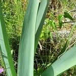 Pancratium illyricum Yaprak