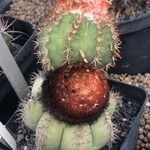 Melocactus matanzanus Blatt
