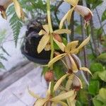 Dendrobium munificum Flor