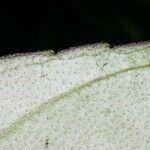 Paradrymonia ciliosa Лист