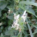 Stachys recta Blüte