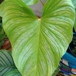 Philodendron mamei Leaf