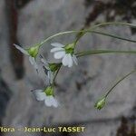 Androsace lactea Цветок