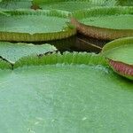 Victoria amazonica Foglia