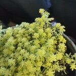 Sedum japonicum Lapas