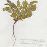 Ononis breviflora ശീലം